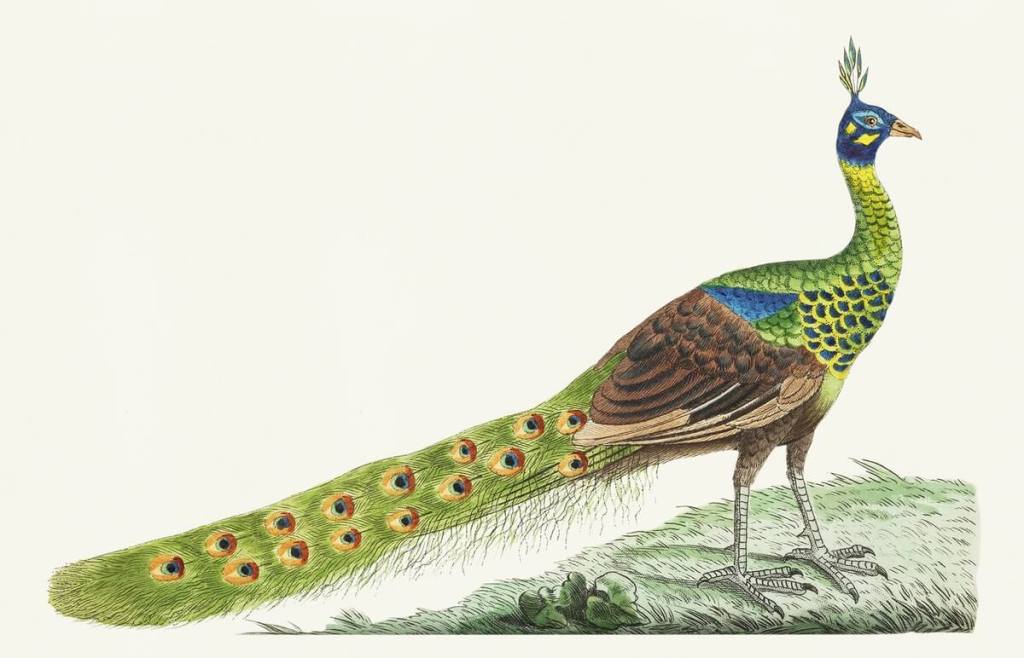 Green Peacock